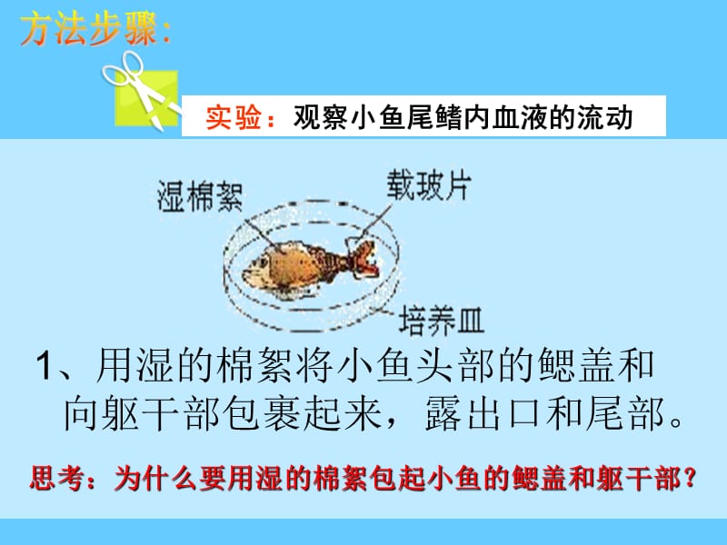 观察小鱼尾鳍内血液的流动公开课.ppt_第3页