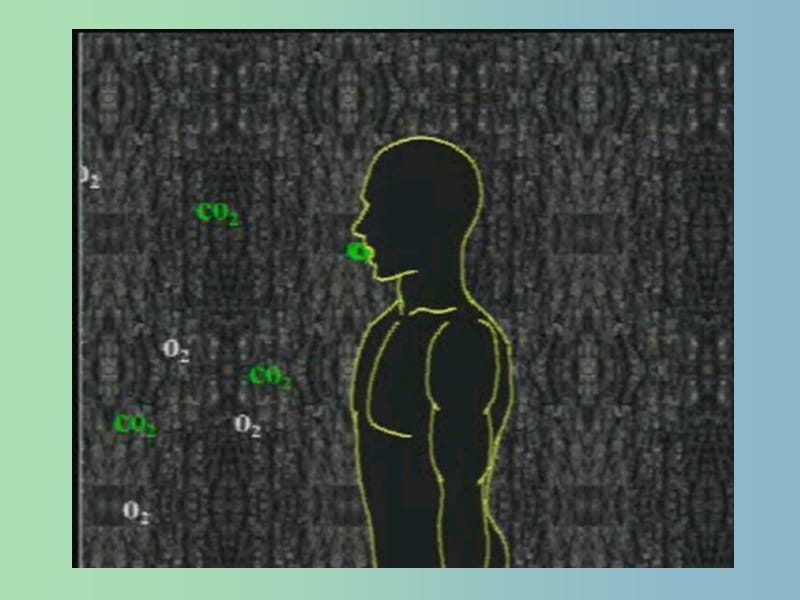 七年级生物下册第四单元第三章第一节呼吸道对空气的处理课件3新版新人教版.ppt_第2页