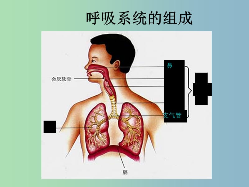 七年级生物下册第四单元第三章第一节呼吸道对空气的处理课件3新版新人教版.ppt_第3页