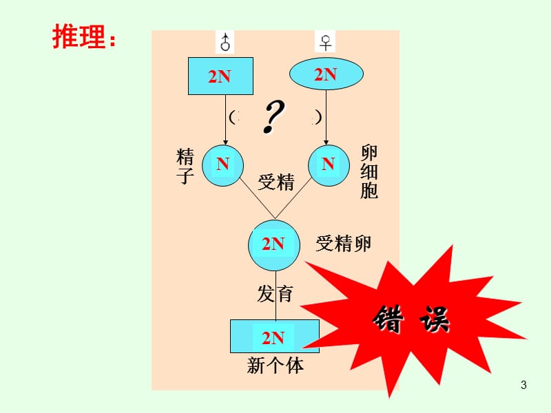 公开课减数分裂和受精作用ppt课件_第3页