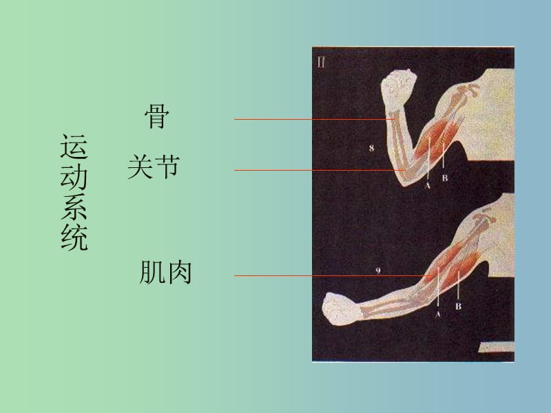 八年级生物上册 第五单元 第二章 动物的运动和行为复习课件 （新版）新人教版.ppt_第3页