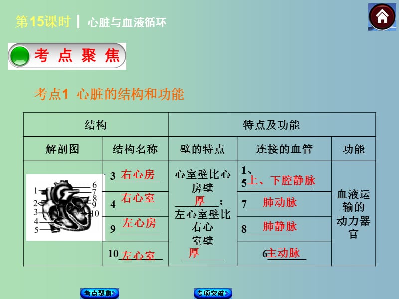 七年级生物下册 第15课时 心脏与血液循环课件 新人教版.ppt_第2页