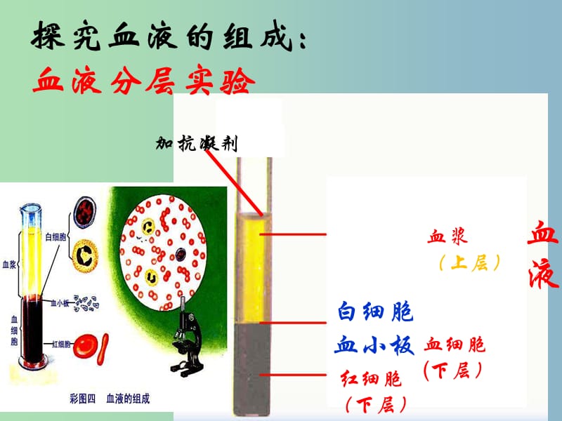 七年级生物下册 4.1 流动的组织—血液课件 新人教版.ppt_第2页