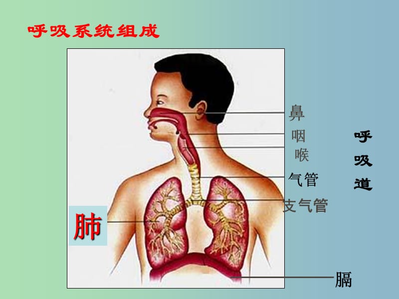 七年级生物下册《3.1 呼吸道对空气的处理》课件 新人教版.ppt_第2页