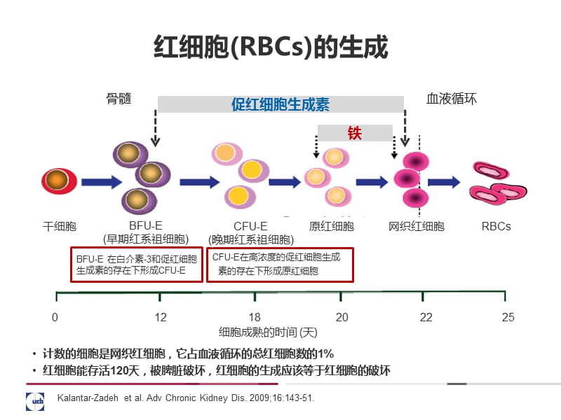 铁代谢的基础与临床.ppt_第3页