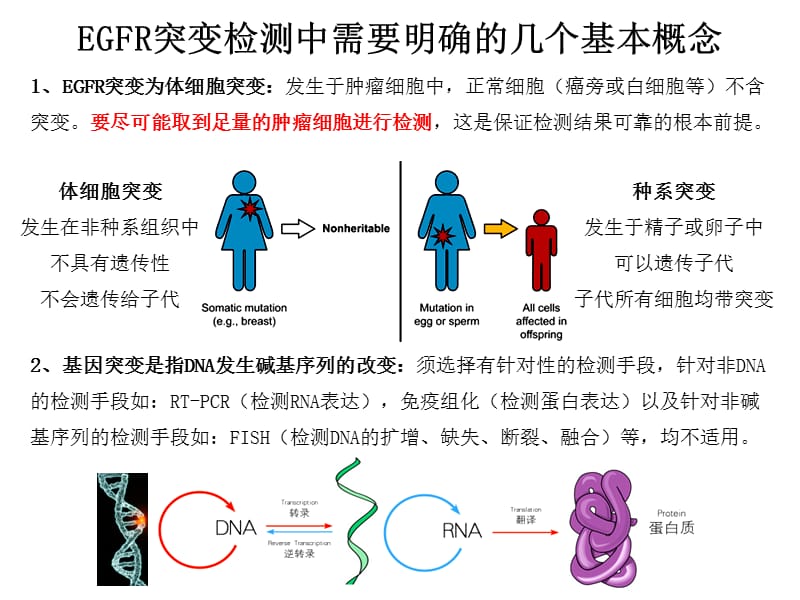 非小细胞肺癌基因检测.ppt_第3页