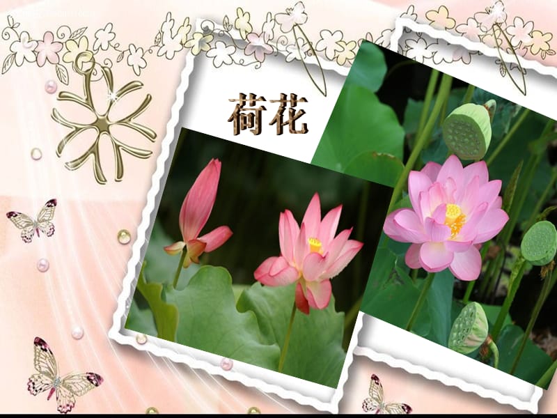 《夏天的动植物》PPT课件.ppt_第3页