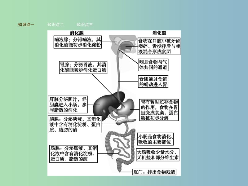 七年级生物下册3.1.2消化和吸收课件新版济南版.ppt_第3页