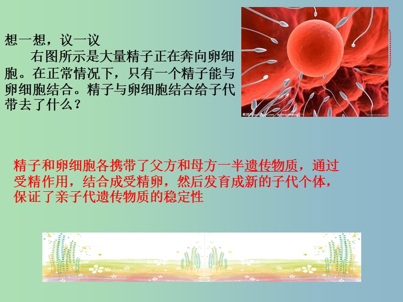 八年级生物下册 第七单元 第二章 第二节 基因在亲子代间的传递课件 新人教版.ppt_第3页