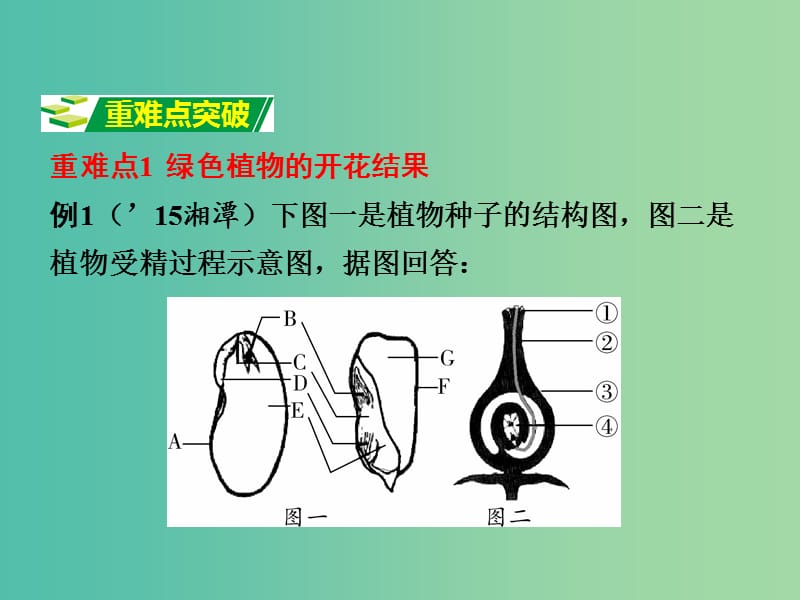 中考生物 重点专题突破 专题四 生物圈中的绿色植物复习课件.ppt_第3页