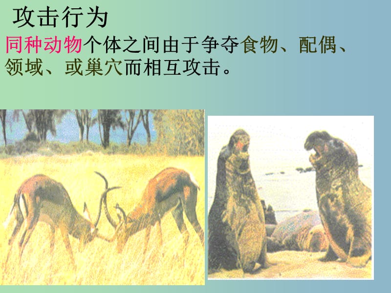 八年级生物上册 5.2.1 动物的行为课件 （新版）新人教版.ppt_第3页