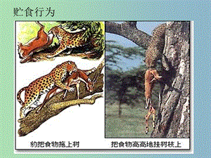 八年級生物上冊 5.2.1 動物的行為課件 （新版）新人教版.ppt