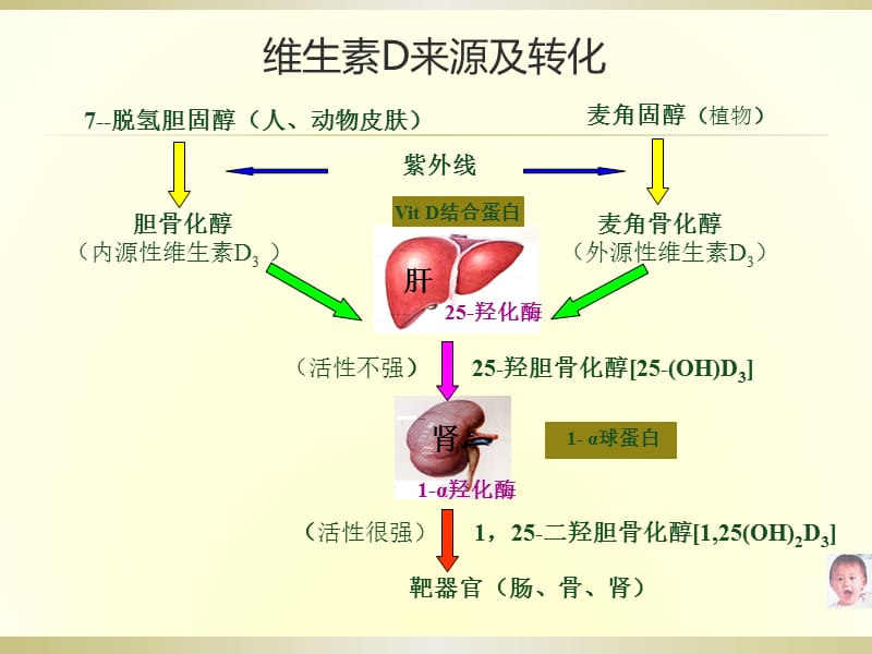 维生素D缺乏性佝偻病(小讲课).ppt_第3页