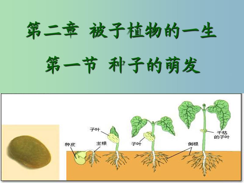 七年级生物上册《第三单元 第二章 第一节 种子的萌发》课件 （新版）新人教版.ppt_第1页