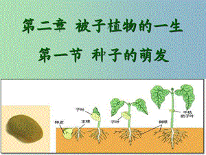 七年級生物上冊《第三單元 第二章 第一節(jié) 種子的萌發(fā)》課件 （新版）新人教版.ppt