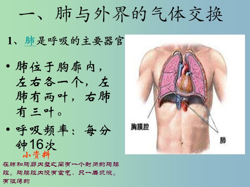 七年级生物下册 4 3.2 发生在肺内的气体交换课件 （新版）新人教版.ppt_第3页