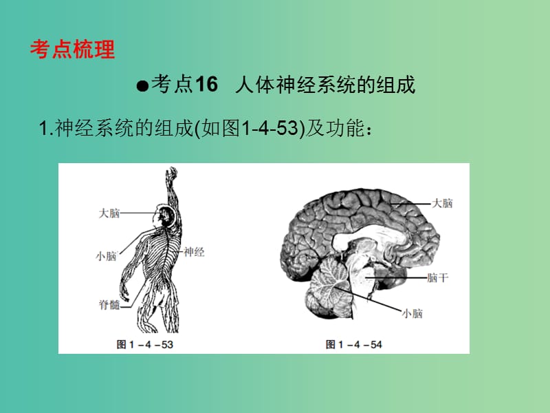 中考生物 第一部分 教材考点同步解析 第四单元 生物圈中的人（第5课时）复习课件 新人教版.ppt_第2页