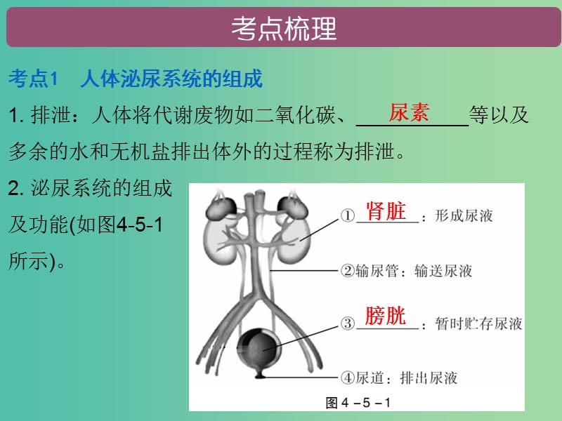 中考生物 第四单元 第五章 人体内废物的排出复习课件.ppt_第2页