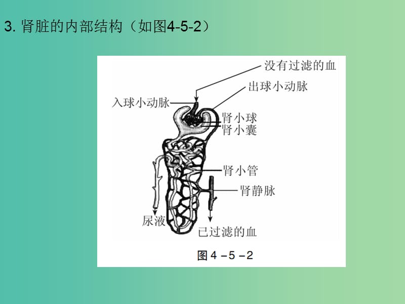 中考生物 第四单元 第五章 人体内废物的排出复习课件.ppt_第3页