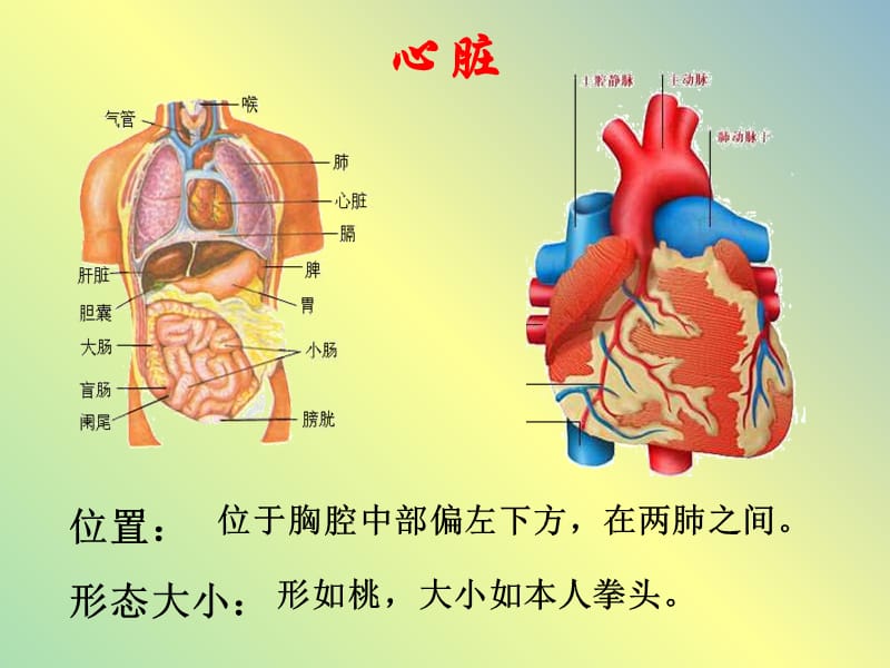 七年级生物下册 4.4.3 输送血液的泵—心脏 课件 新人教版.ppt_第3页