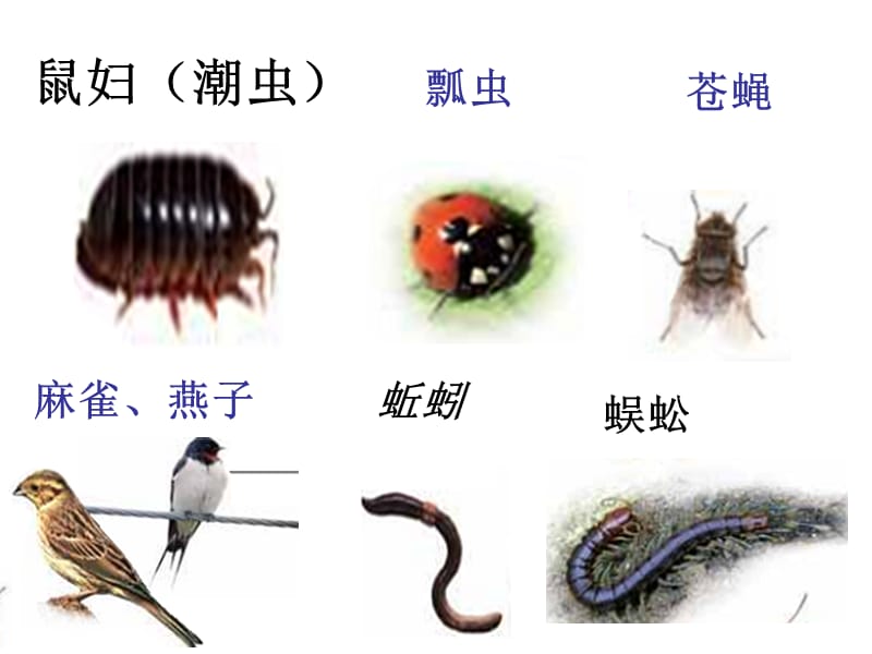 教科版科学六年级上册《校园生物大搜索》PPT.ppt_第3页