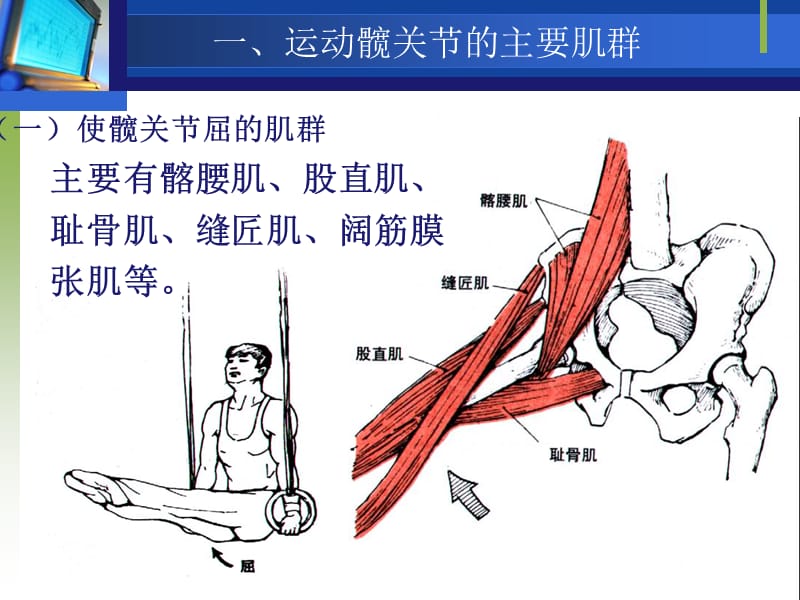 运动下肢的主要肌群.ppt_第3页