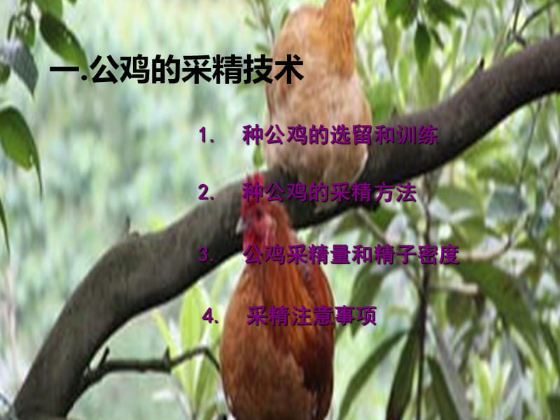 鸡的人工授精关键技术要点.ppt_第3页