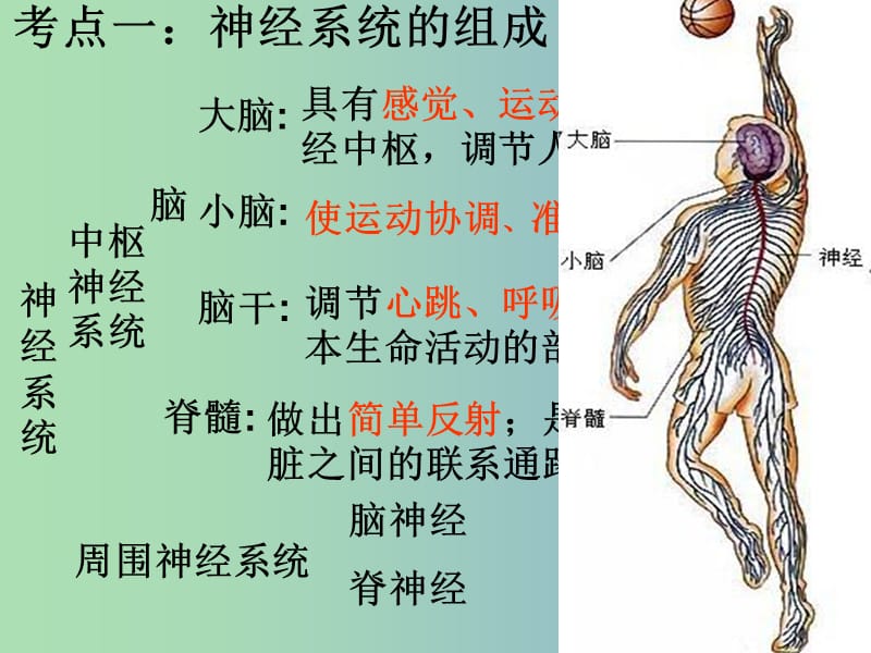 七年级生物下册 第六章 人体生命活动的调节课件 新人教版.ppt_第2页