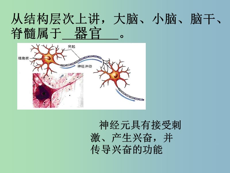 七年级生物下册 第六章 人体生命活动的调节课件 新人教版.ppt_第3页