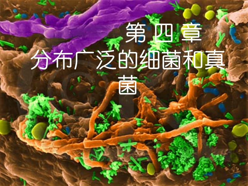 八年级生物上册 第5单元 第4章 第1节 细菌和真菌的分布课件 （新版）新人教版.ppt_第3页