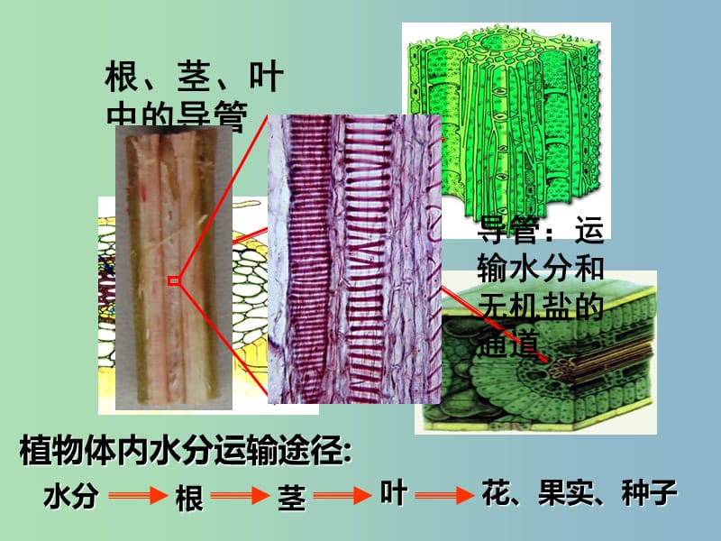 七年级生物上册 3.3.3 绿色植物与生物圈的水循环课件 新人教版.ppt_第3页