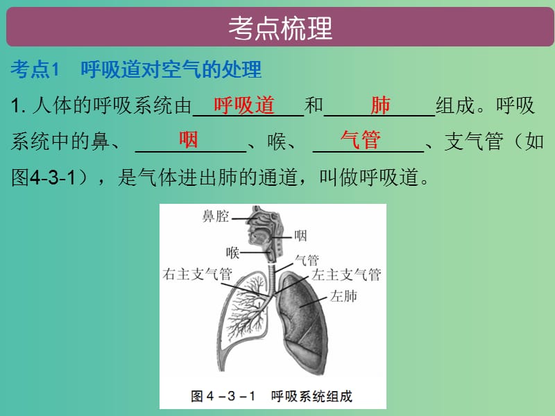 中考生物 第四单元 第三章 人体的呼吸复习课件.ppt_第2页