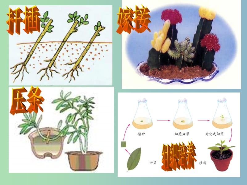 八年级生物下册 7.2.2 克隆技术课件 （新版）济南版.ppt_第1页