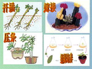 八年級生物下冊 7.2.2 克隆技術(shù)課件 （新版）濟南版.ppt