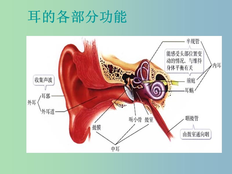 七年级生物下册第四单元第六章第一节人体对外界环境的感知课件3新版新人教版.ppt_第2页