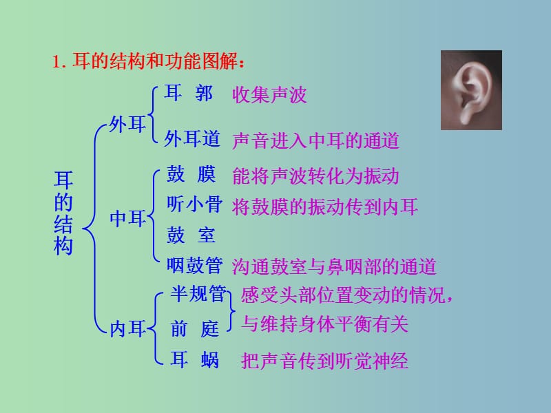 七年级生物下册第四单元第六章第一节人体对外界环境的感知课件3新版新人教版.ppt_第3页