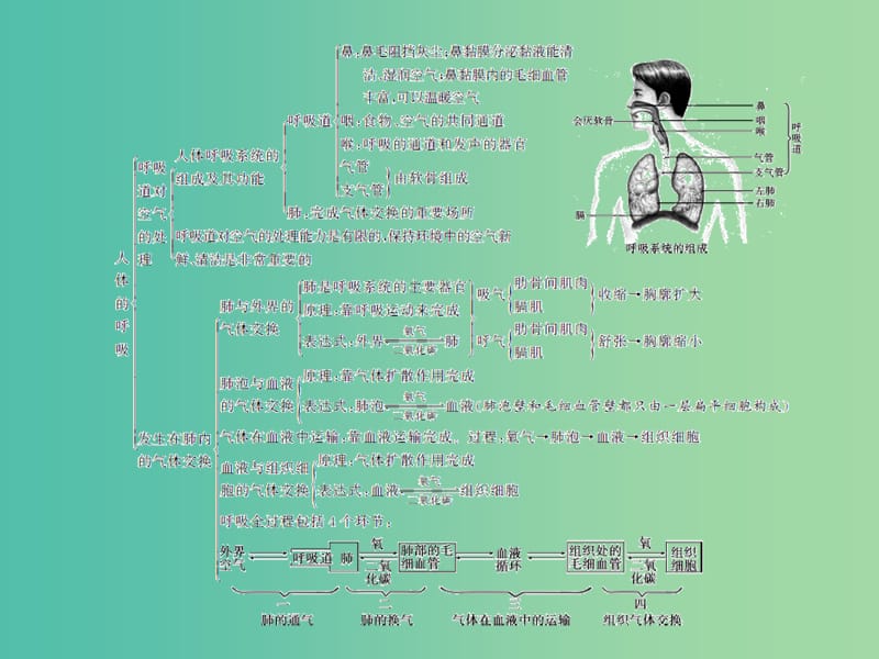 中考生物总复习 第四单元 第三章 人体的呼吸习题课件 新人教版.ppt_第3页