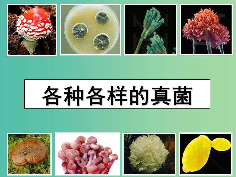 八年级生物上册 第二批教学能手评选 5.4.3 真菌课件 （新版）新人教版.ppt_第2页