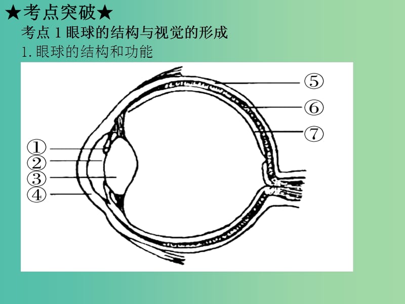 中考生物 第四单元 第6-7章 复习课件（考点突破+课堂检测+课后巩固）（新版）新人教版.ppt_第3页