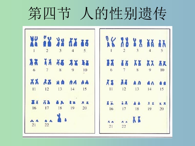 八年级生物下册《第七单元 第二章 第4节 人的性别遗传》课件 新人教版.ppt_第2页