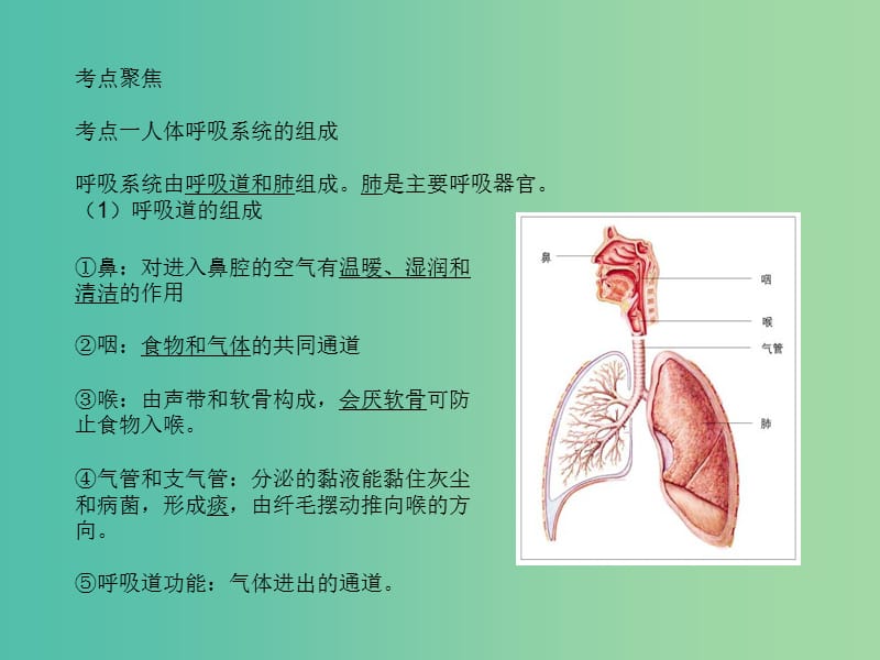 中考生物 专题10 人体的能量供应 呼吸系统复习课件 新人教版.ppt_第2页