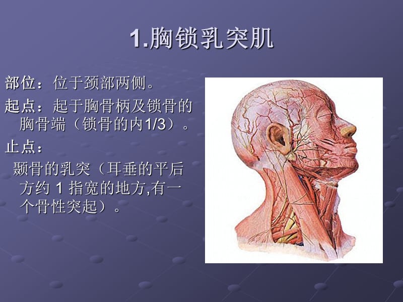 颈项部肌肉基础解剖-起止点及作用.ppt_第2页