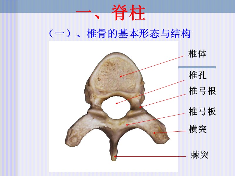 脊柱解剖图.ppt_第3页