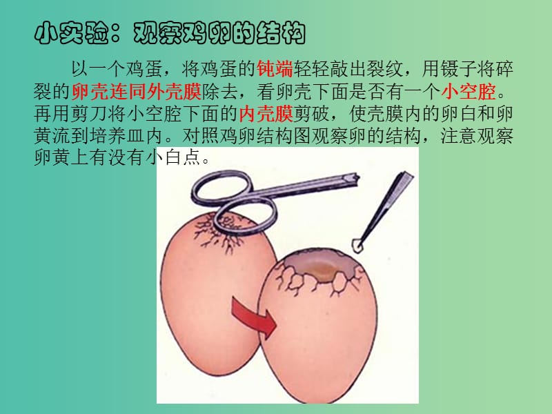 八年级生物下册 7.1.4 鸟的生殖和发育课件 （新版）新人教版.ppt_第3页