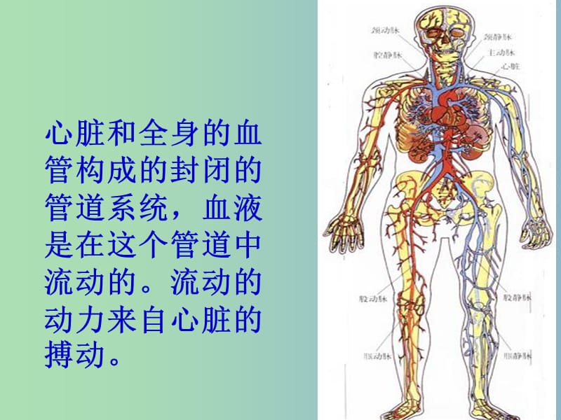 七年级生物下册 4.2 血流的管道─血管课件 新人教版.ppt_第2页