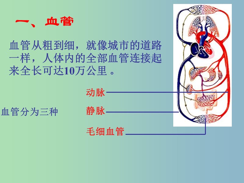 七年级生物下册 4.2 血流的管道─血管课件 新人教版.ppt_第3页