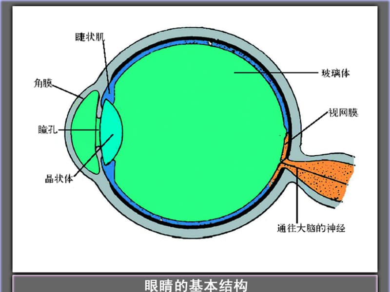 八年级物理上册 第五章 第四节《眼睛和眼镜》课件4 （新版）新人教版.ppt_第2页