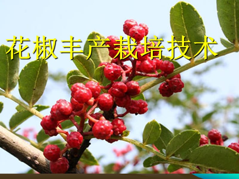 花椒丰产栽培技术.ppt_第1页