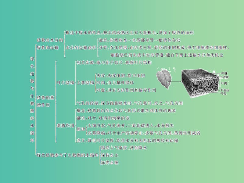 中考生物总复习 第三单元 第三章 绿色植物与生物圈的水循环习题课件 新人教版.ppt_第3页