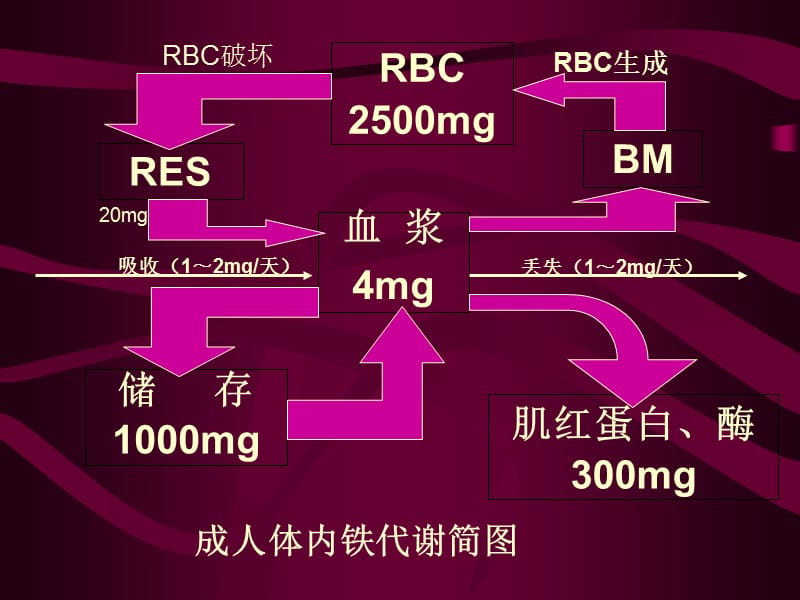 缺铁性贫血课件.ppt_第2页